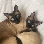 Jasper and Dexter - @jasper.and.dexter - Instagram