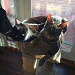 Jasper Smith - @dexter_and_jasper - Instagram