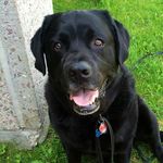 Dexter Judd - @dexter_thelabrador - Instagram