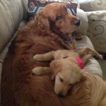 Dexter And Jules - @dexter_jules - Instagram