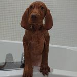 Dexter kane - @vizla_dex - Instagram