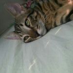 Dexter Kane Morales - @dexterthebrat - Instagram