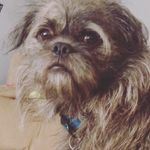 Dexter - @dexter.kent - Instagram