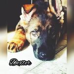Dexter Kent - @thelifeofdexterkent - Instagram