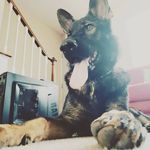Dexter Morgan Kent_TheGSD - @dextermorgankent - Instagram