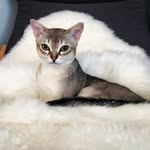 🐾Les  artistes chats🇨🇭 - @darwin_dexter_kiddo - Instagram