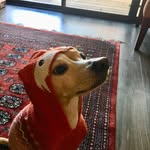 dexter kim🐕 - @dexter_kim_ - Instagram