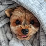 Dexter Kim - @dexteryorkster - Instagram