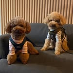 Dexter • Bebe • Kim • Jaz - @dexterbebe.thetoypoodle - Instagram