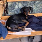 Barbara Wallrodt - @herr_dexter_der_kleine_dackel - Instagram
