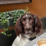DEXTER - @dexter_kleinermunsterlander - Instagram
