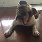 Dexter Klein - @deedees_house - Instagram