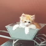 Dexter - @kleiner_dexter - Instagram