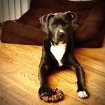 Dexter Kline-Eldridge - @iamdexter_dog - Instagram
