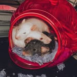 cherry, dexter, knox & honey - @cherryandfamily - Instagram