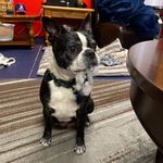 Dex - @dexterlambkin - Instagram