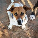 Dexter pup - @dexterlambrechts - Instagram