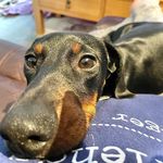 Dexter Lambert-Mason - @dex_the_sausage_dog - Instagram