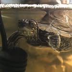 Aristotle and Dexter Lane 🐢🦎 - @aristotleanddexter - Instagram
