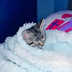 Dexter Lane - @_dexterlanes_journey - Instagram