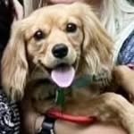 Dexter Lane Keefe - @dexter_the_golden_cav - Instagram