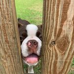 Dexter James Langford - @dexterthestudofadog - Instagram