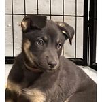 Dexter Langford - @brietheaussiegsd - Instagram