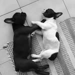 Mr. Dexter & Lady Lara - @dexter_lara_bluelove - Instagram