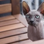 Dexter Larsen - @dexterlarsen3683 - Instagram