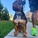 Dexter Lawrence II - @dexxys_elite_xl_bullies - Instagram