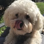 dexter louise lawrence - @dexterpupstagram - Instagram