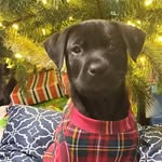Dexter Lawson - @dexter_lild - Instagram