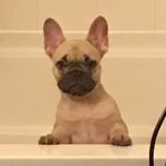 Bentley Dexter LeGrand - @bentleythefrenchie1111 - Instagram