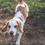 Dexter the Lemon Beagle - @dexterthe_beagle - Instagram