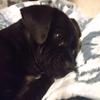 dexter_leonpendleton22 - @dexter_leonpendleton22 - TikTok
