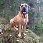 life of Dexter - @dexter_leonbergeramstaff - Instagram