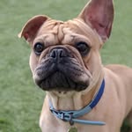 Dexter🐶 - @dexterleonard_ - Instagram
