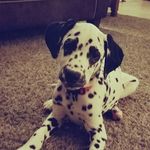 Dexter Leonard - @dex_the_dal - Instagram