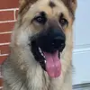 Dexter Levy - @dexter.levy8 - TikTok