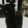 Anita 10458 - @dexterli95 - TikTok