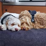 Dexter and Lily - @dexter_lily.thedoodle - Instagram