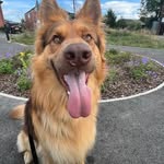 Dexter🐾🤎 - @dexter_livergsd - Instagram
