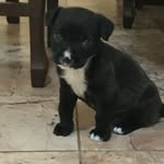 Dexterslife - @dexter_lifw - Instagram