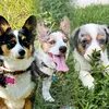 Dasher, Dexter & Lilly - @dashdexlilly - TikTok