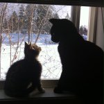 Dexter & Lilly - @furrbabies_ - Instagram