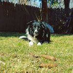 Dexter and Lilly - @urbanborders - Instagram