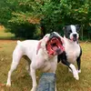 Dexter and Lilly - @dexter.lillyboxerbabys - TikTok