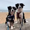 Dexter and Lilly - @dexterandlilly - TikTok