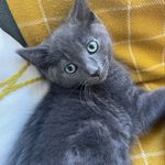 Dexter lilly - @dexterlilly9 - Instagram