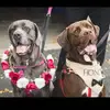 dexter_lilly_and_griff - @dexter_lilly_and_griff - TikTok
